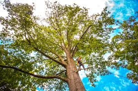 Best Tree Health Inspection  in Cudahy, CA