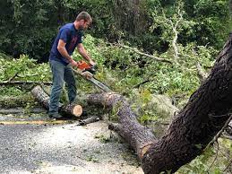 Best Hedge Trimming  in Cudahy, CA