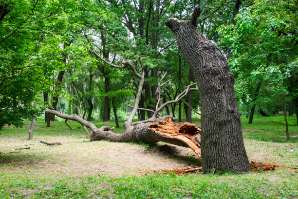 Lawn Pest Prevention in Cudahy, CA
