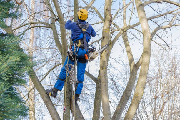How Our Tree Care Process Works  in  Cudahy, CA