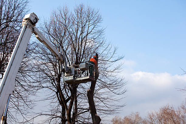 Best Tree Mulching  in Cudahy, CA